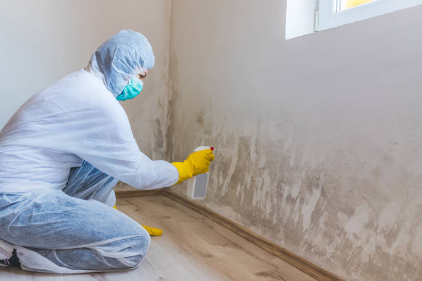 Licensed Mold Testing service in Selden, NY - WQB Mold Removal